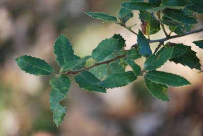 Quercus ilex - dub cesmínový (2)